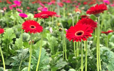 creta flowers c