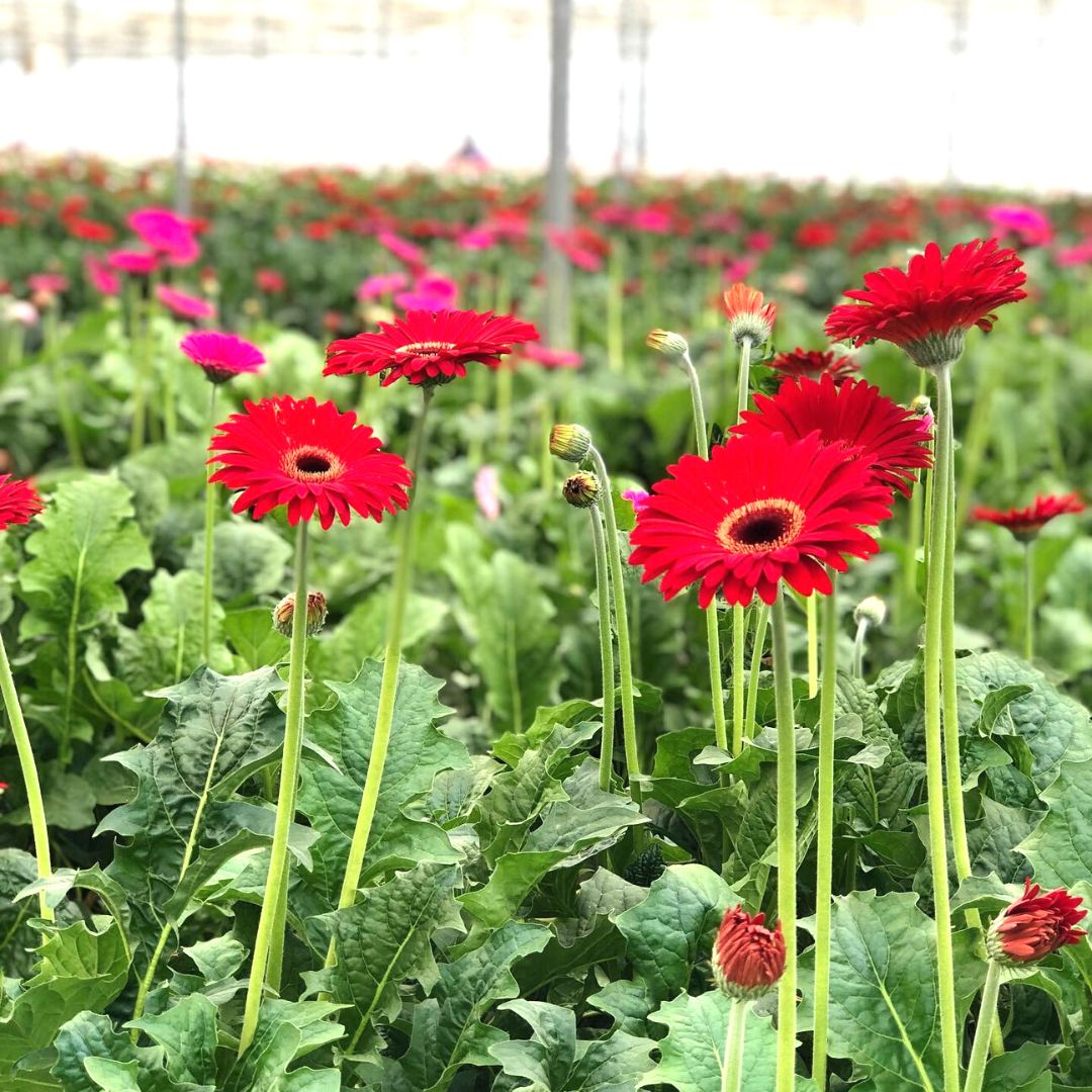 creta flowers c