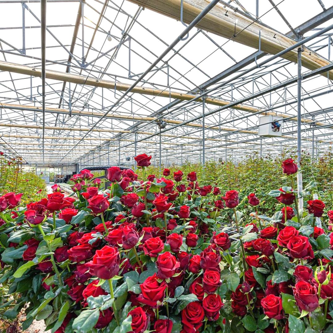 creta flowers d