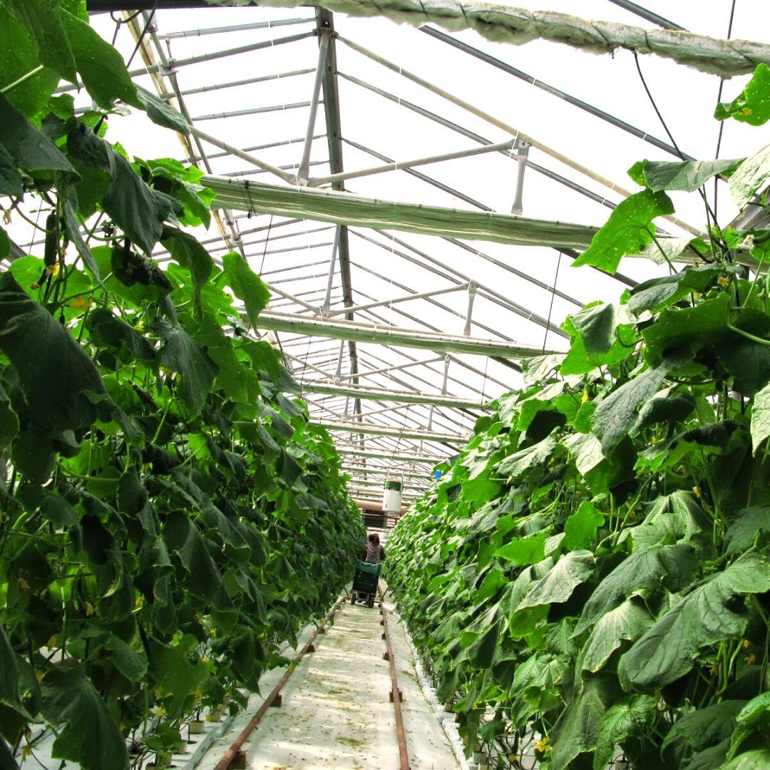 drika farm 2