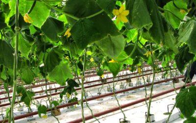 drika farm 3