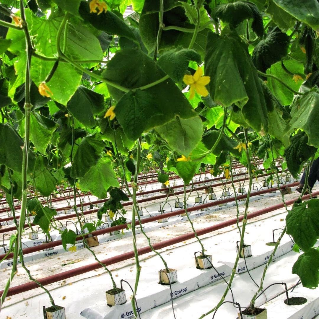 drika farm 3