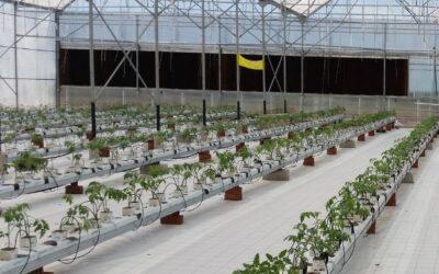 iqcrops categories 18 1